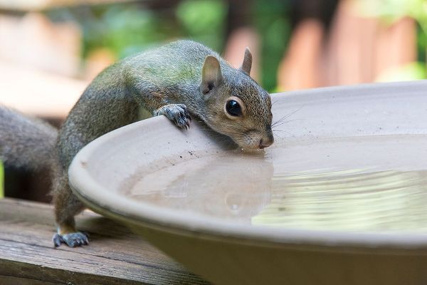 Drury, Trish 아티스트의 USA-Tennessee Eastern gray squirrel drinks at bird bath reflected in water작품입니다.